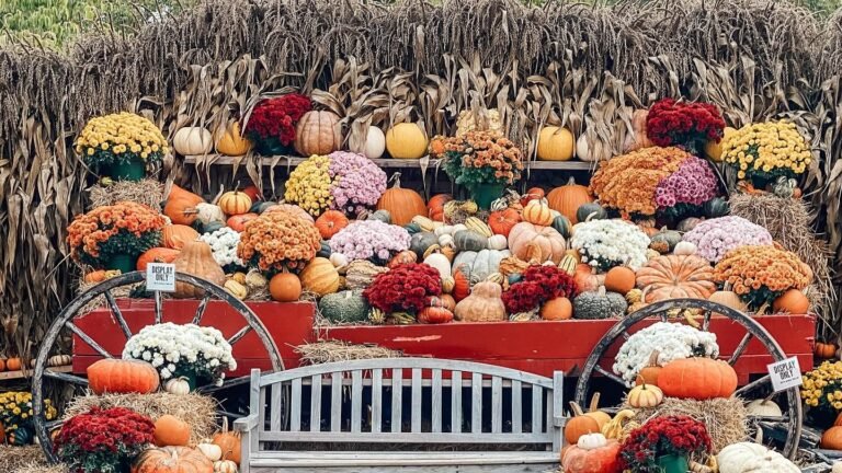 A red wagon bed and wooden bench surrounded by pumpkins, gourds, and mums stacked in front of a dried corn stalk wall, with a bed of red mums in the foreground